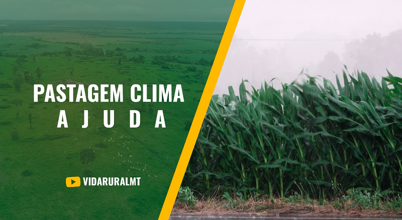 CLIMA FAVORECE PASTAGEM E MELHORA PARA PECUARISTA